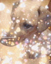 a dachshund is surrounded by hearts and sparkles and has a tiktok account