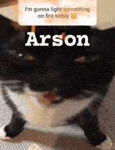 Arson Cat GIF - Arson Cat Evil Smile GIFs