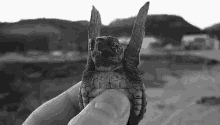 turtle baby beach wee baby turtle