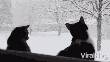 Captivated By The Snow Cat GIF