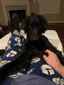 Funny2023 Puppy GIF - Funny2023 Puppy Face GIFs
