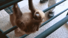 scratch itchy cute baby sloth