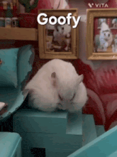 a white cat is laying on a blue box with the word goofy written above it