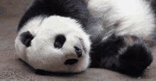 Panda Panda Tongue GIF - Panda Panda Tongue Tongue GIFs