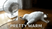 Cat Warm GIF - Cat Warm Hot GIFs