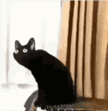 Cat Black GIF - Cat Black Distortion GIFs