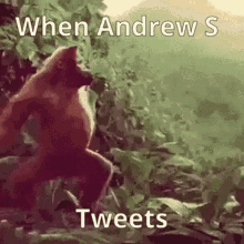 Andrew S Monkey Dance GIF