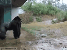 Gorilla Monkey GIF - Gorilla Monkey Rain GIFs