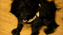 When You Are Really Cool Dog GIF - When You Are Really Cool Dog Pet GIFs