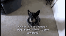 Dog Says Grace Before Eating GIF - Dog Praying Grace GIFs