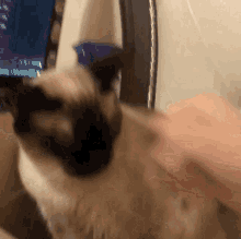 a cat is being brushed by a person in front of a computer monitor