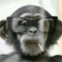 Monkey Smoke GIF - Monkey Smoke GIFs
