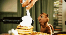 chipmunk excited happy pancake whipped cream