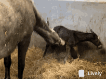 Foal Mother GIF - Foal Mother Horse GIFs