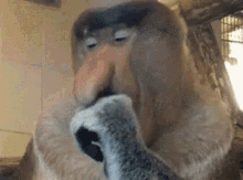 Proboscis Monkey Big Nose GIF - Proboscis Monkey Big Nose Simian GIFs