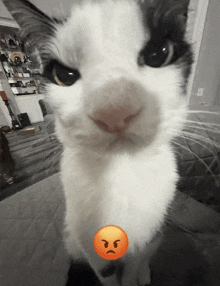 Cat Angry GIF - Cat Angry GIFs