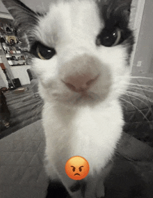 Cat Angry GIF