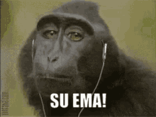 nod chimp listen music
