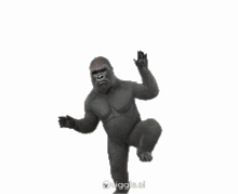 a gorilla is dancing in a white background