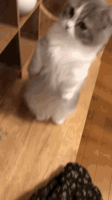 a gray and white cat is standing on its hind legs on a wooden table