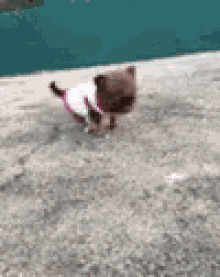 a small dog wearing a white sweater and a pink harness is walking on a sidewalk .
