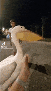 a pelican with a large beak is being held by a person on a street .