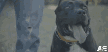 Tongue Out Team Leonittis GIF - Tongue Out Team Leonittis Americas Top Dog GIFs