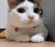 Cat Nope GIF - Cat Nope Shake Head GIFs