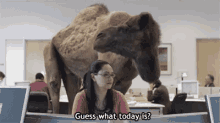 Hump Day GIF - Hump Day Camel Funny GIFs