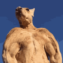 Roger Kangaroo Dark Iron Gains GIF - Roger Kangaroo Dark Iron Gains Esoteric Lifter Memes GIFs