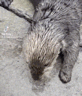 Otter Tap GIF