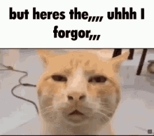 Forgor Cat GIF - Forgor Cat Uhhh GIFs
