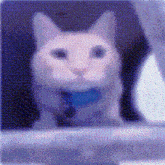 a white cat with a blue collar is looking out a window