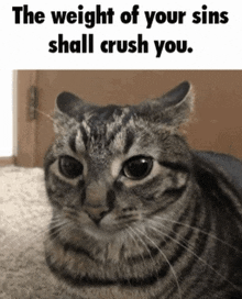 the weight of your sins shall crush you with a cat