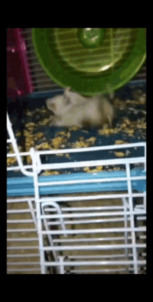 Bao Hamster Tacoth GIF - Bao Hamster Tacoth Taco Hamster GIFs