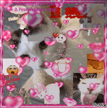 Cat Daisy GIF - Cat Daisy Picmix GIFs