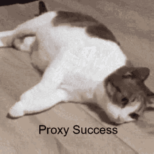 Proxy Success Proxy GIF - Proxy Success Proxy Success GIFs