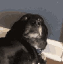 Dog Surprised GIF - Dog Surprised Woah GIFs