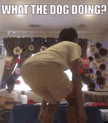 what the dog doing spinning dog
