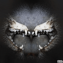 a close up of a cat 's mouth with a pixiz logo in the corner
