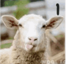 Happy Sheep GIF - Happy Sheep Counting GIFs