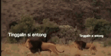 Teriak GIF - Teriak Binatang Buas Singa GIFs