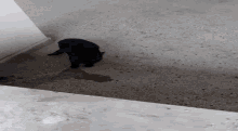 a black cat laying on a concrete floor