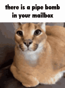 Floppa Caracal GIF - Floppa Caracal There Is A Pipebomb In Your Mailbox GIFs