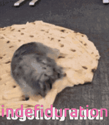 Indefiduration Dog GIF - Indefiduration Dog Burrito GIFs