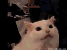 Metal Cat GIF - Metal Cat Scream GIFs