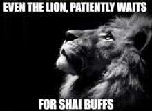 a black and white photo of a lion with the caption `` even the lion , patiently waits for shai buffs ''