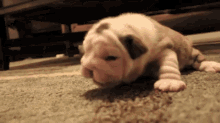 Learning To Walk GIF - Animals Puppy Tebow GIFs