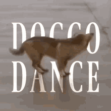 Doggo Dance Dog GIF