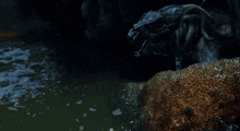 a turtle laying on a rock in a dark cave